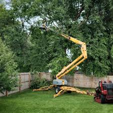 How Our Tree Care Process Works  in Moraine, OH